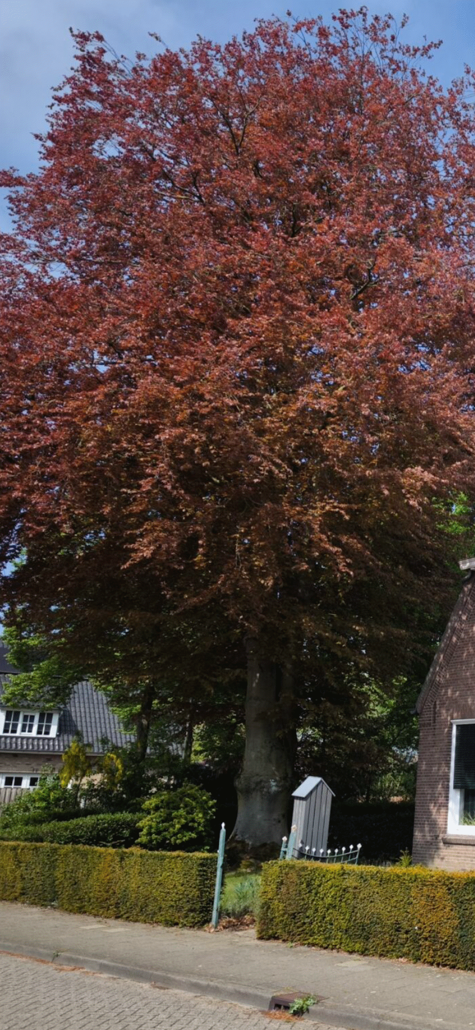 Beeldbepalende Bomen in de Achterstraat